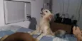 Bolinha