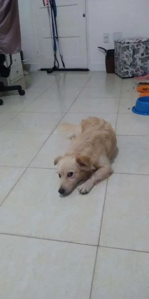 Cachorro ra a SRD-ViraLata idade 1 ano nome Bolinha