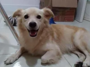 Cachorro raça SRD-ViraLata idade 1 ano nome Bolinha