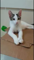 Kaia