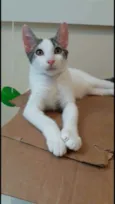 Kaia