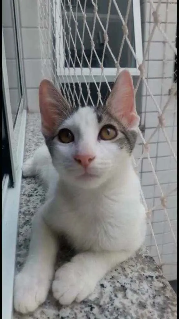 Gato ra a Srd idade 2 a 6 meses nome Kaia