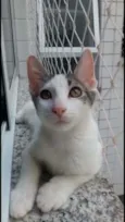 Kaia