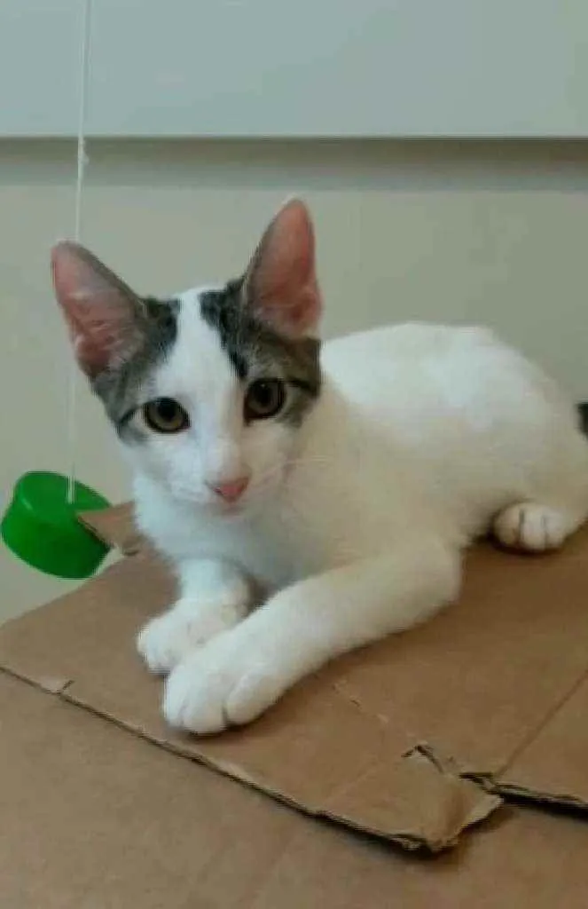 Gato ra a Srd idade 2 a 6 meses nome Kaia