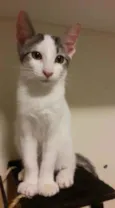 Kaia