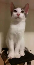 Kaia