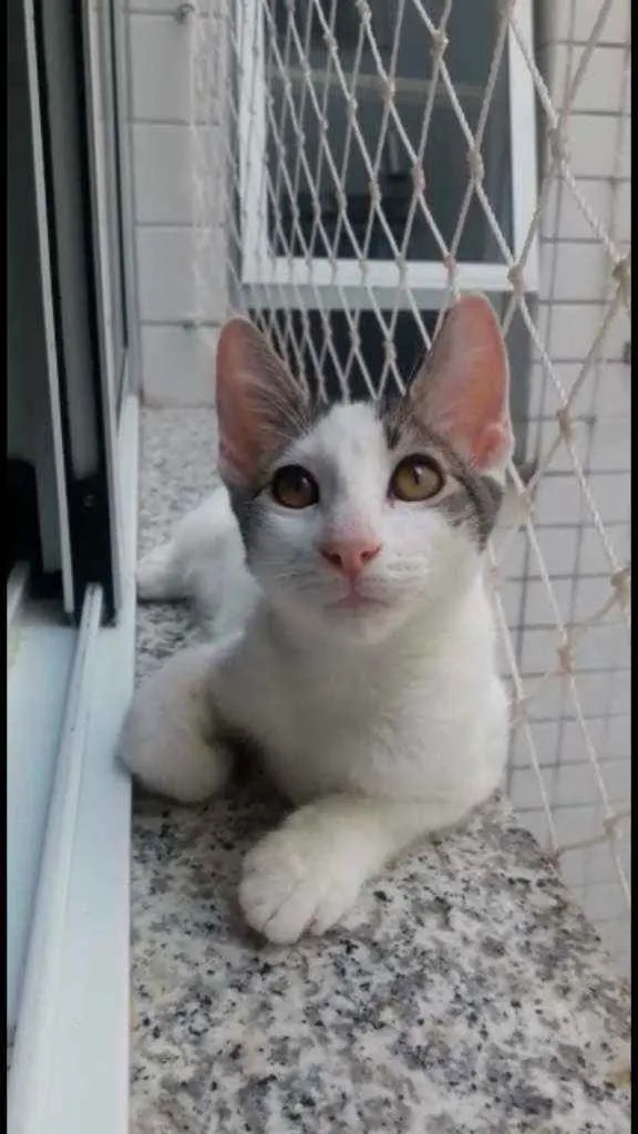 Gato ra a Srd idade 2 a 6 meses nome Kaia