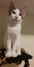 Kaia
