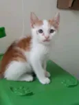 Hugo