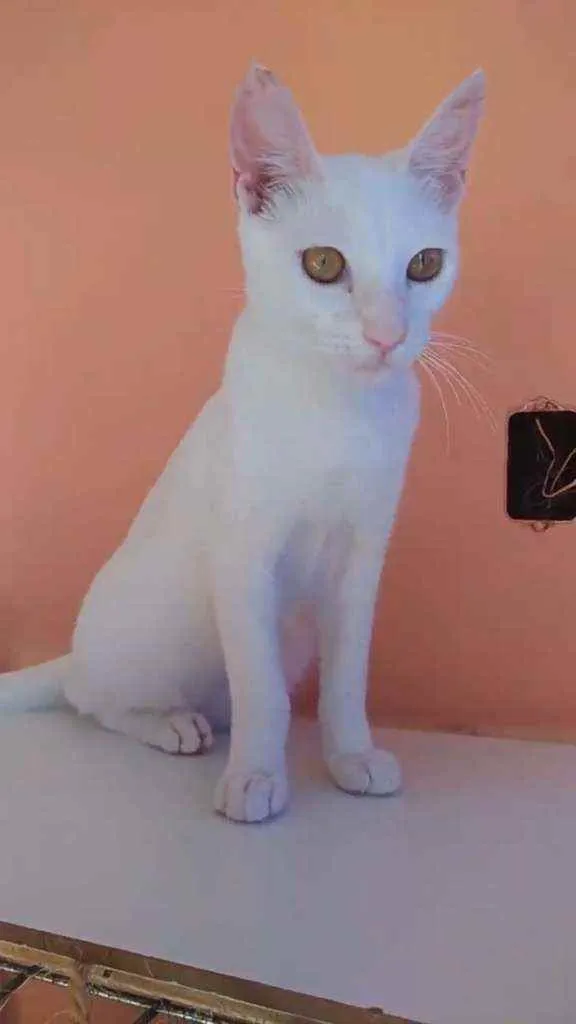 Gato ra a Srd idade 2 a 6 meses nome Davi