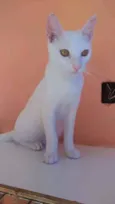 Davi
