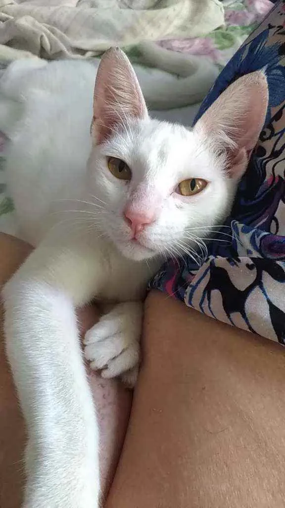 Gato ra a Srd idade 2 a 6 meses nome Davi