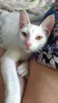 Davi
