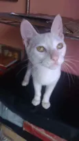 Davi