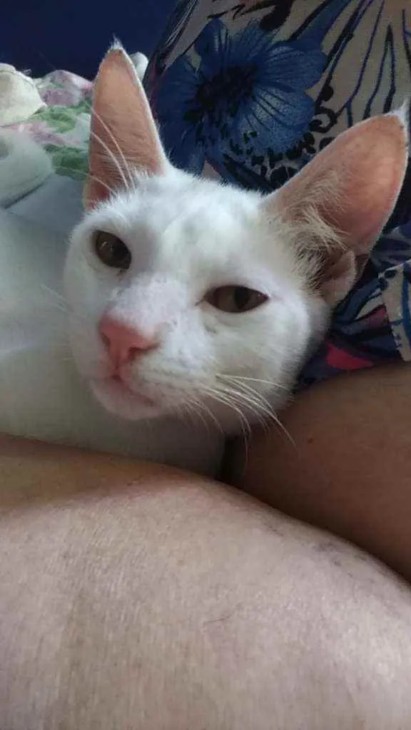 Gato ra a Srd idade 2 a 6 meses nome Davi