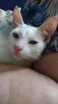 Davi