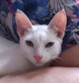 Davi