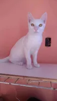 Davi