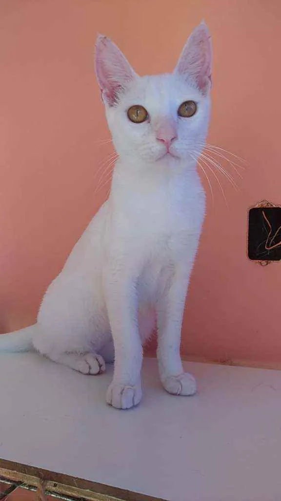 Gato ra a Srd idade 2 a 6 meses nome Davi