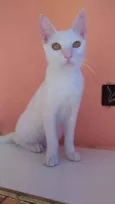 Davi