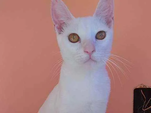 Gato ra a Srd idade 2 a 6 meses nome Davi