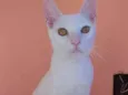 Davi