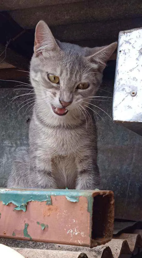 Gato ra a Srd idade 2 a 6 meses nome Leopoldo Augusto