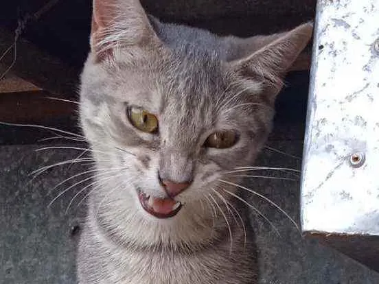 Gato ra a Srd idade 2 a 6 meses nome Leopoldo Augusto