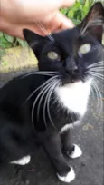 Morgana