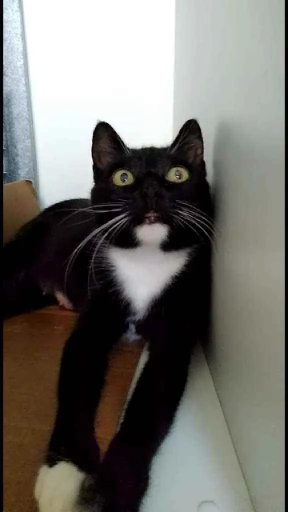 Gato ra a Srd idade 1 ano nome Morgana
