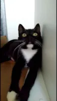 Morgana