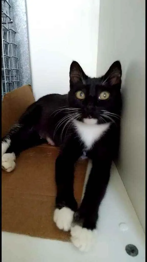 Gato ra a Srd idade 1 ano nome Morgana