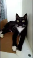 Morgana