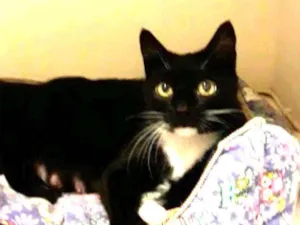 Gato raça Srd idade 1 ano nome Morgana