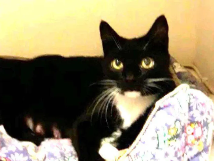 Gato ra a Srd idade 1 ano nome Morgana