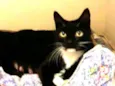 Morgana