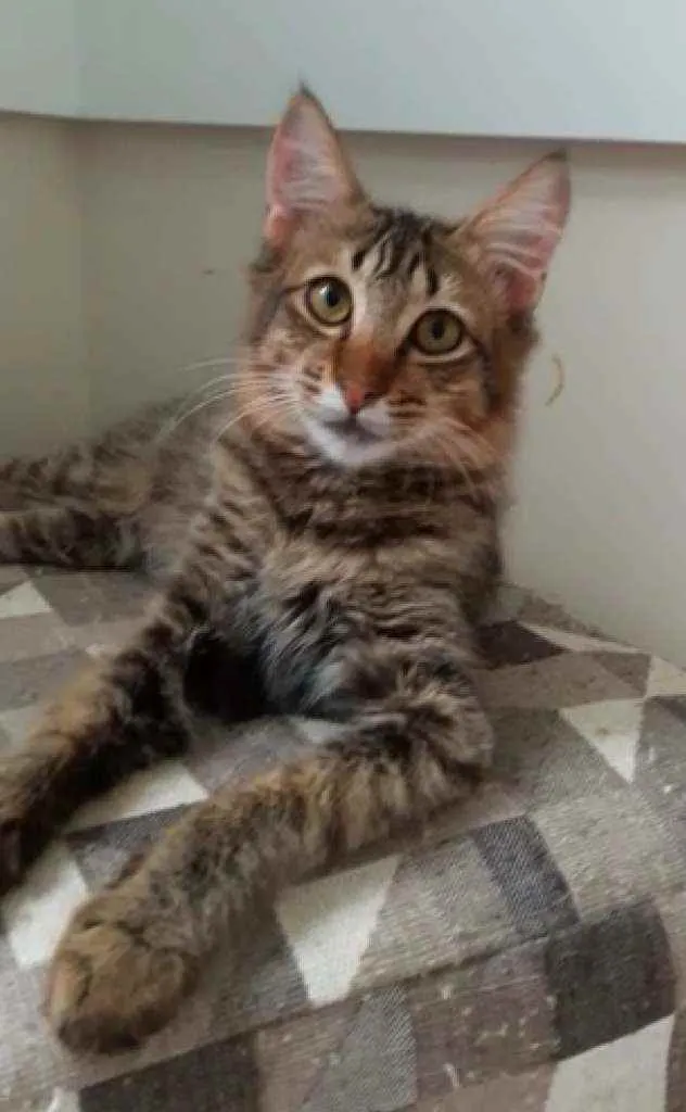 Gato ra a Srd idade 2 a 6 meses nome Lion