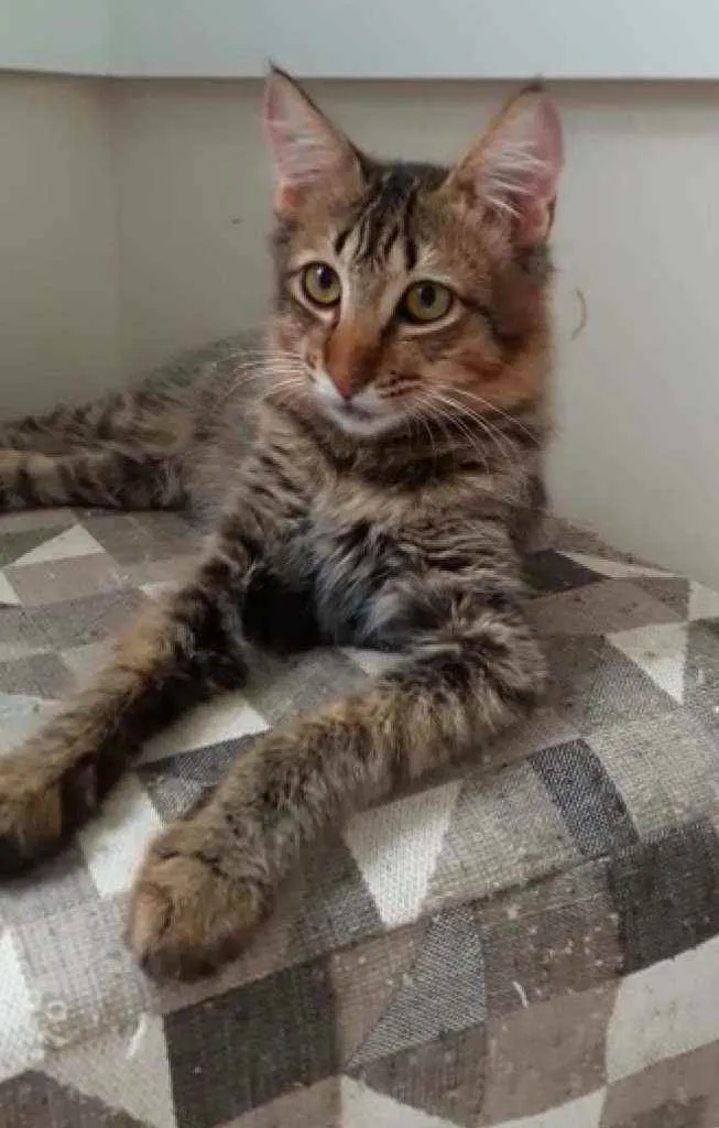 Gato ra a Srd idade 2 a 6 meses nome Lion