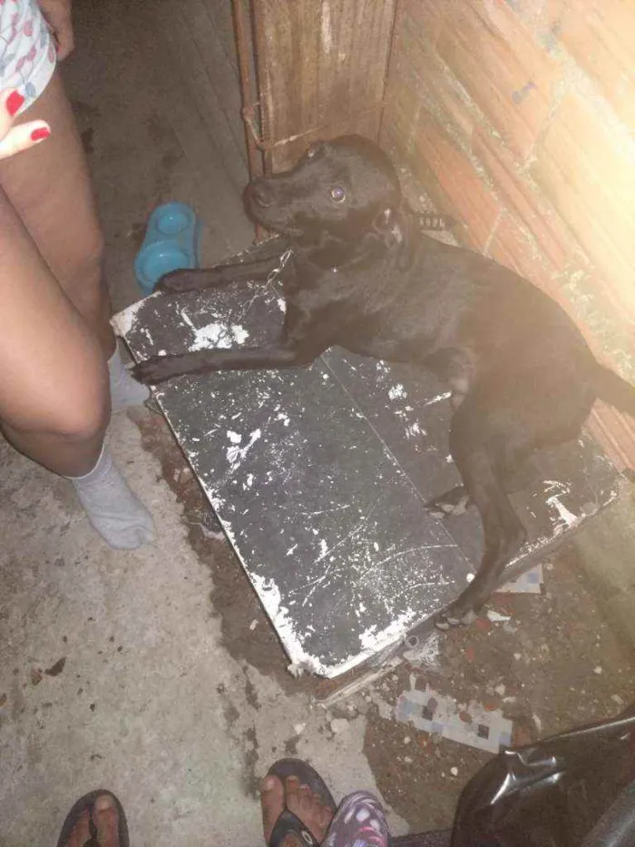 Cachorro ra a Vira lata idade 7 a 11 meses nome Max