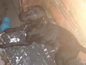 Cachorro raça Vira lata idade 7 a 11 meses nome Max