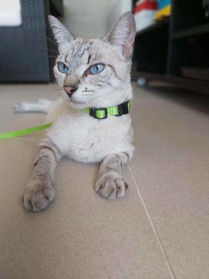 Gato ra a Srd idade  nome Pandora