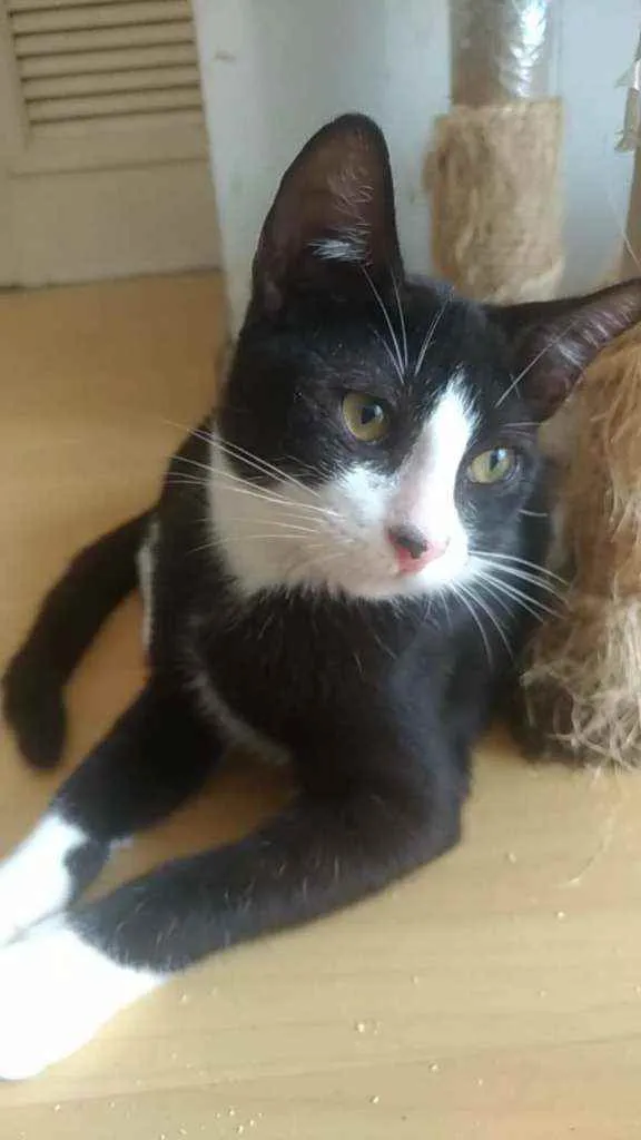 Gato ra a Srd idade 2 a 6 meses nome Alexi