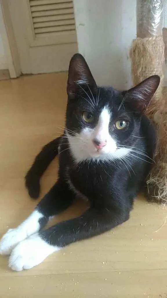 Gato ra a Srd idade 2 a 6 meses nome Alexi