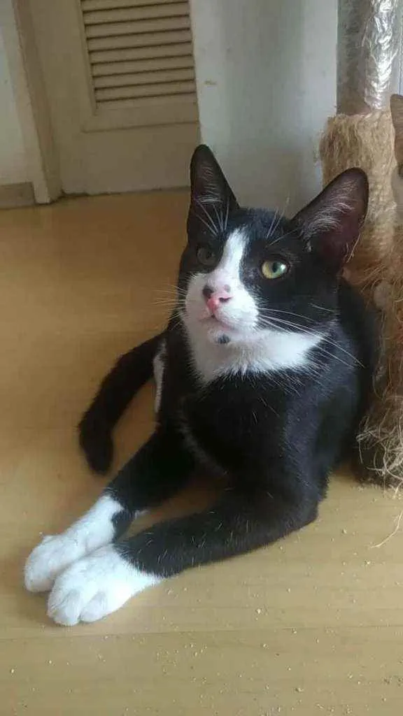 Gato ra a Srd idade 2 a 6 meses nome Alexi