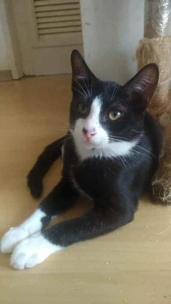 Gato ra a Srd idade 2 a 6 meses nome Alexi