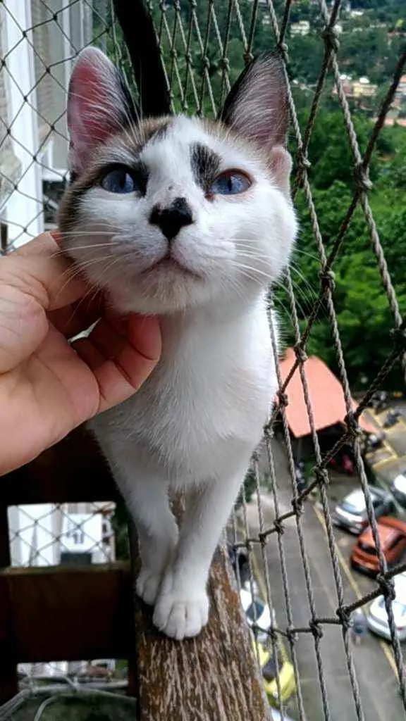 Gato ra a Srd idade 1 ano nome Hope