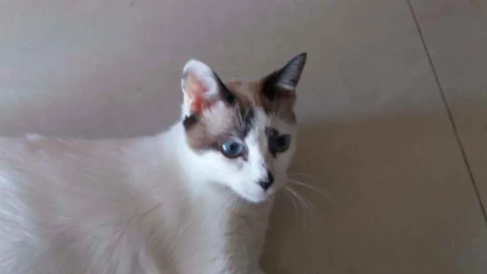 Gato ra a Srd idade 1 ano nome Hope