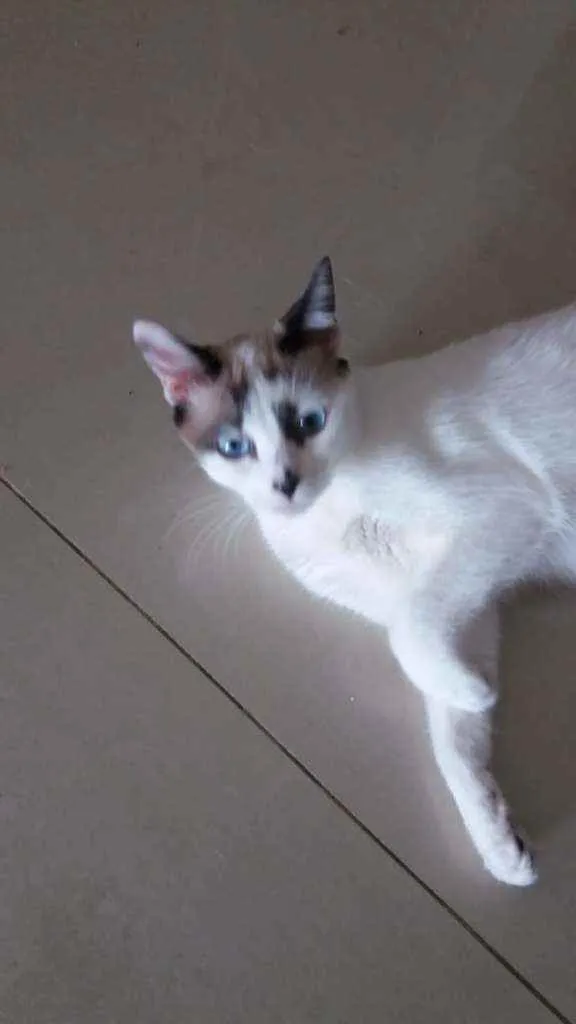 Gato ra a Srd idade 1 ano nome Hope