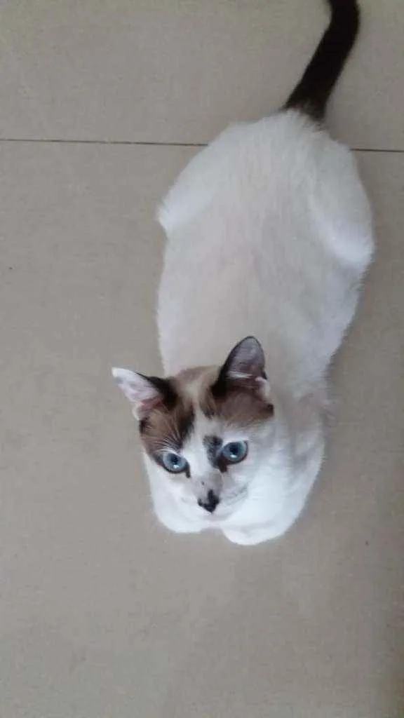 Gato ra a Srd idade 1 ano nome Hope