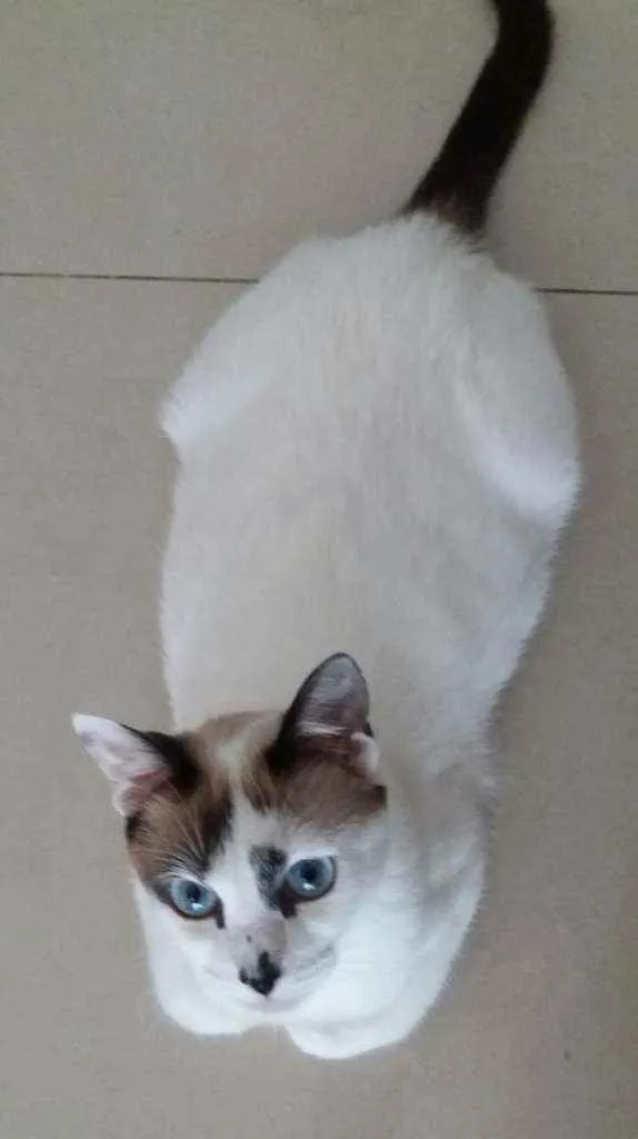 Gato ra a Srd idade 1 ano nome Hope